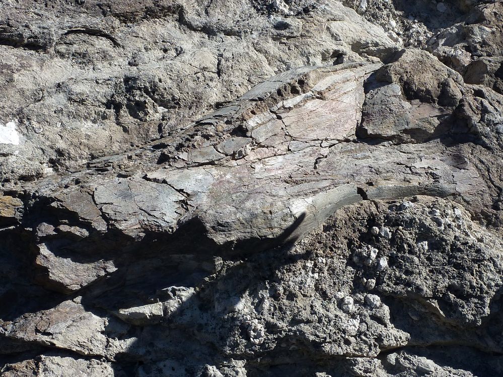 Dinosaur national park (6).JPG